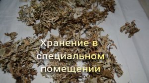 Исландский мох