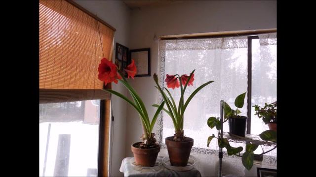 Amarylis growing, blooming, fading time lapse смотреть онлайн