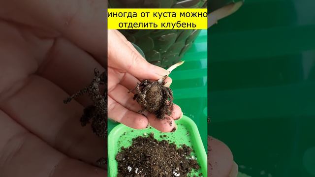 Замиокулькас размножение - часть 2