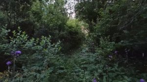 Хася бегает в лесу Рославлево (2022-07-05)