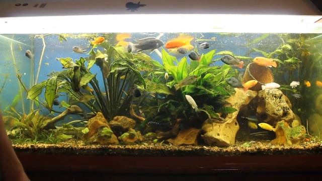 Термометр наклейка на аквариум смотреть онлайн