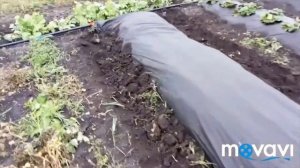 Как делать грядки для клубники с использованием пленки. Клубника Джоли, ОНДА, Соната, Флер, Альба.
