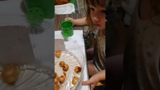 Лук на зелень, репка лук на подоконнике, зелень зимой