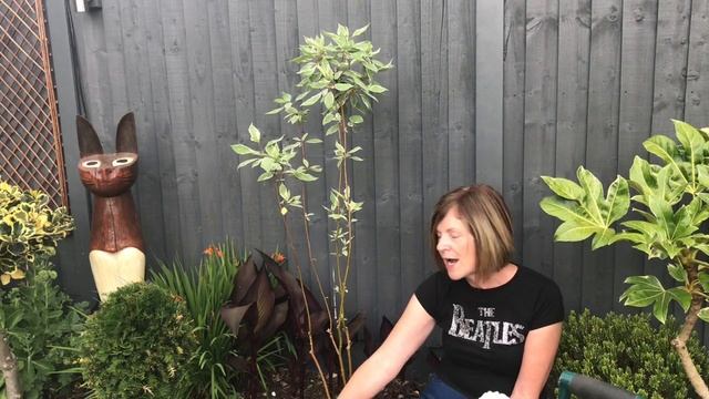 Red Dogwood // Cornus Alba Sibirica Elegantissima смотреть онлайн