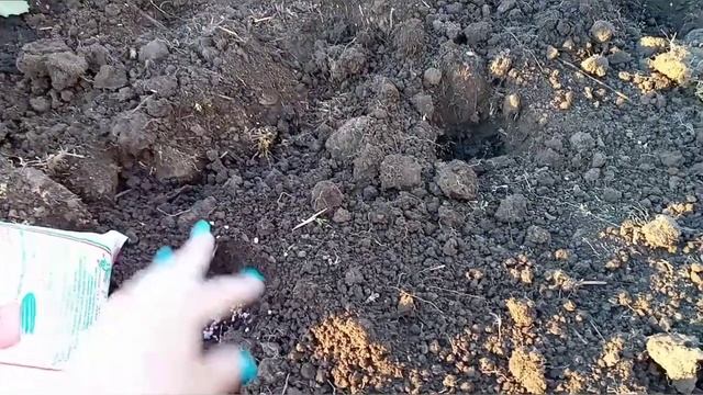 Как садить капусту в открытый грунт. смотреть онлайн