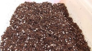 Укоренение черенков инжира.