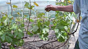 Нормировка винограда побегами и допустимая нагрузка соцветиями.Ошибки начинающих.