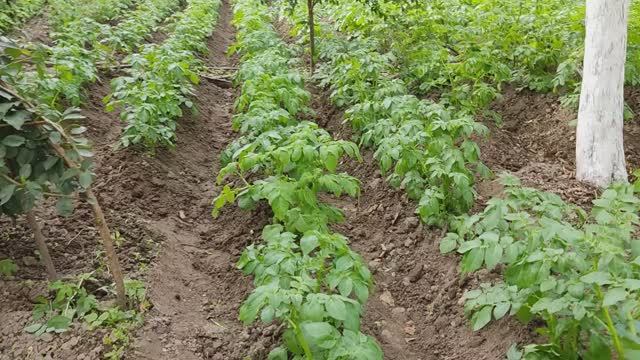 Пространный огородный обзор на проекте Суворова. 24072023. Последнее окучивание картофеля.