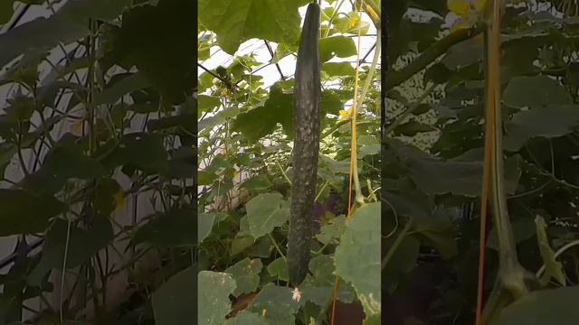 Большой китайский