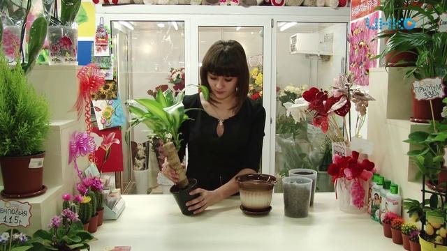 Домашний сад   драцена