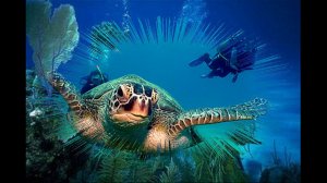 На канарских островах (музыка Теодора Ефимова - слова Давида Усманова)