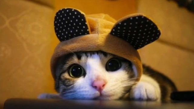 7 НЕВЕРОЯТНЫХ ФАКТОВ О КОШКАХ САМЫЙ СТАРЫЙ КОТ И КОТЫ В ВОДЕ