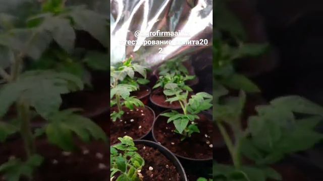 Обзор рассады смотреть онлайн