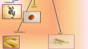 Плод.Разнообразие и значение плодов.AVI