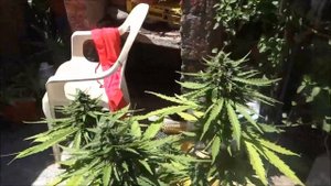Auto Mazar and Deimos - Seguimiento #automazar #deimos #autoflowering
