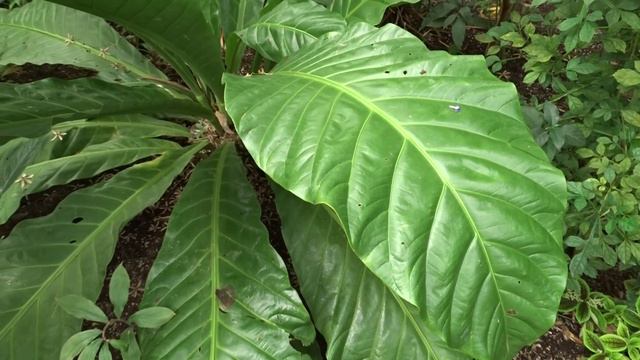 Anthurium schlechtendalii var. Supermacho смотреть онлайн