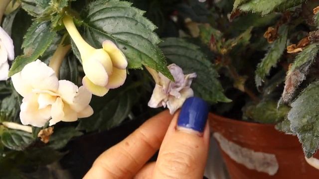 Ахименес White Fortune смотреть онлайн