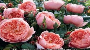 Почему опадают листья у розы садовой