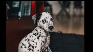 DALMATIAN DOGS: the mysterious past and origin!