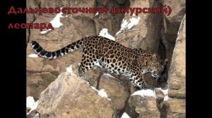 Животные и растения Красной книги