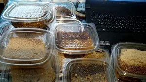 Бортевой мёд. Неожиданные результаты!