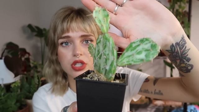 My Cactus + Succulent Collection | desert plants in the PNW ? смотреть онлайн