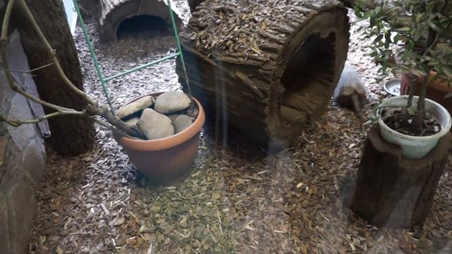 Ленинградский зоопарк. Броненосец. смотреть онлайн