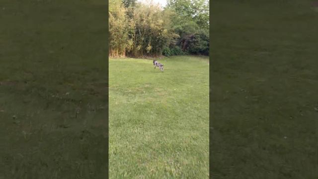 Cooper defending his prey | American Hairless Terrier