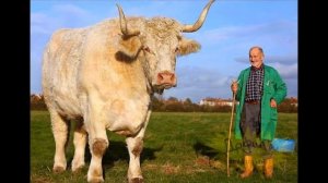 самый большой в мире бык это шок