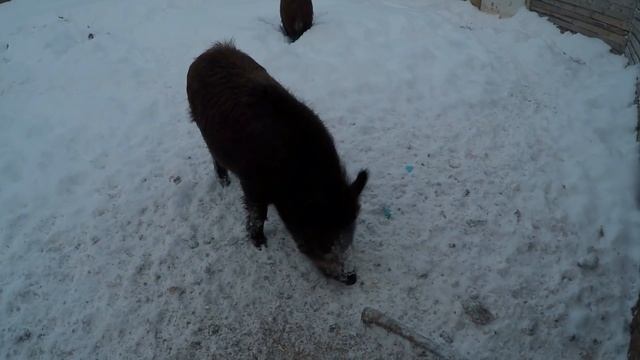 Домашние кабаны смотреть онлайн