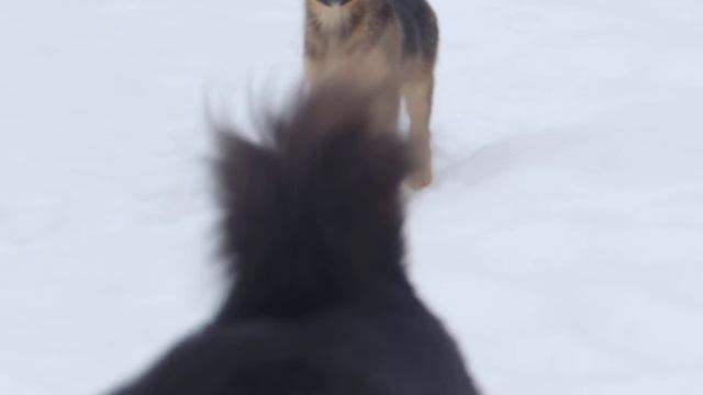 стая. пополнение