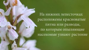 Ятрышник.  Лесная орхидея пальчатокоренник пятнистый или Кукушкины слёзы.  Лечебные свойства