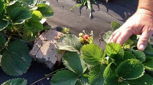 Клубника Альбион против клубники Сопрано