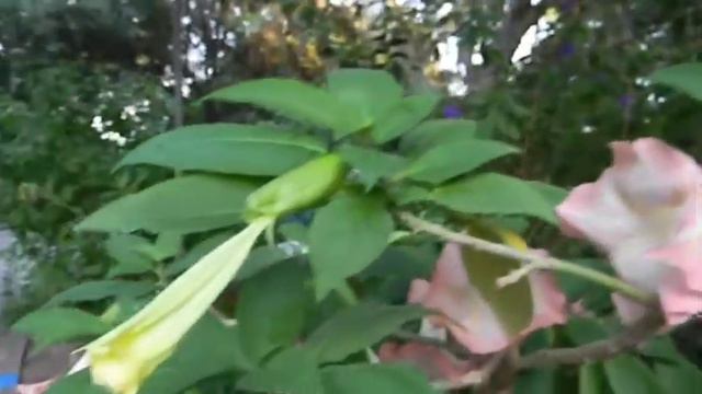 A Band of Angel's Trumpets смотреть онлайн