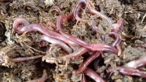 КРАСНЫЕ КАЛИФОРНИЙСКИЕ ЧЕРВИ? #биогумус #черви #земля #компост. Рахимжан 87078908088