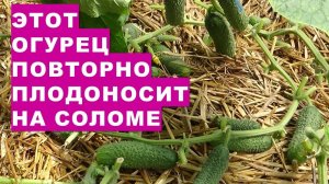 Вот этот огурец повторно плодоносит на соломе