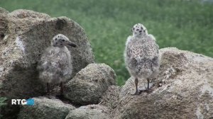 RTG (топ 10)-1 часть.