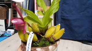 Ликаста в моей коллекции. Lycaste.