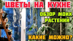 ОБЗОР РАСТЕНИЙ НА КУХНЕ
