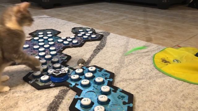 Look Pets | BilliSpeaks смотреть онлайн