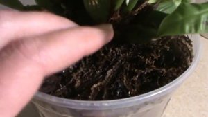 Орхидея Променея в домашних условиях.