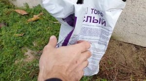 Калина чёрная(Буреинская)