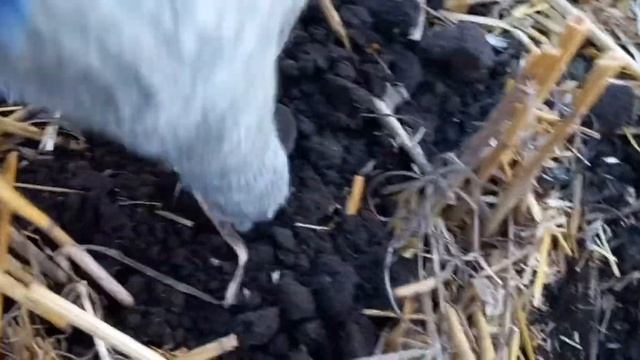 Вечерний коп на необъятном поле.Поиски монет с металлоискателем. смотреть онлайн