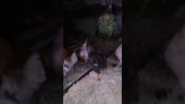 чем кормить кур зимой