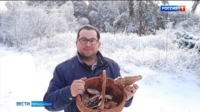 Какие грибы собирают зимой смотреть онлайн