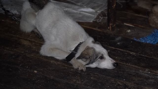 Living Alone in the Wild Siberian Forest for 20 years (-71°C, -96°F) Yakutia смотреть онлайн