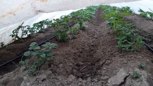 Как вырастить ранний картофель. используя пленку и агроволокно.2022.