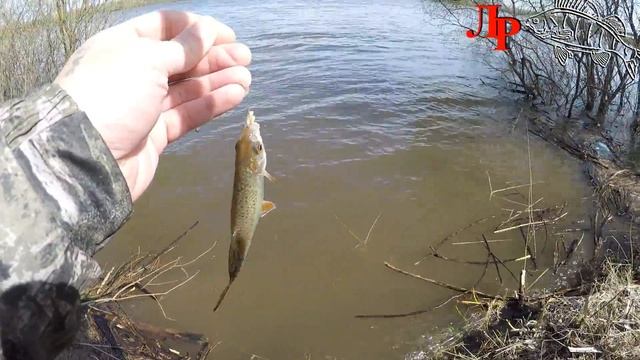 Ловля Уклейки на Оке поплавочной удочкой. смотреть онлайн