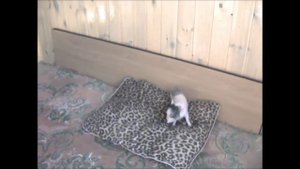 Микропиг карликовые свинки