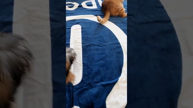 НИТА и БАРСИК/ Йорк 4 месяца /NITA and BARSIK/ York puppy is 4 months old? смотреть онлайн